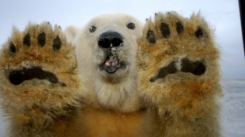 Polar Bear at Glass