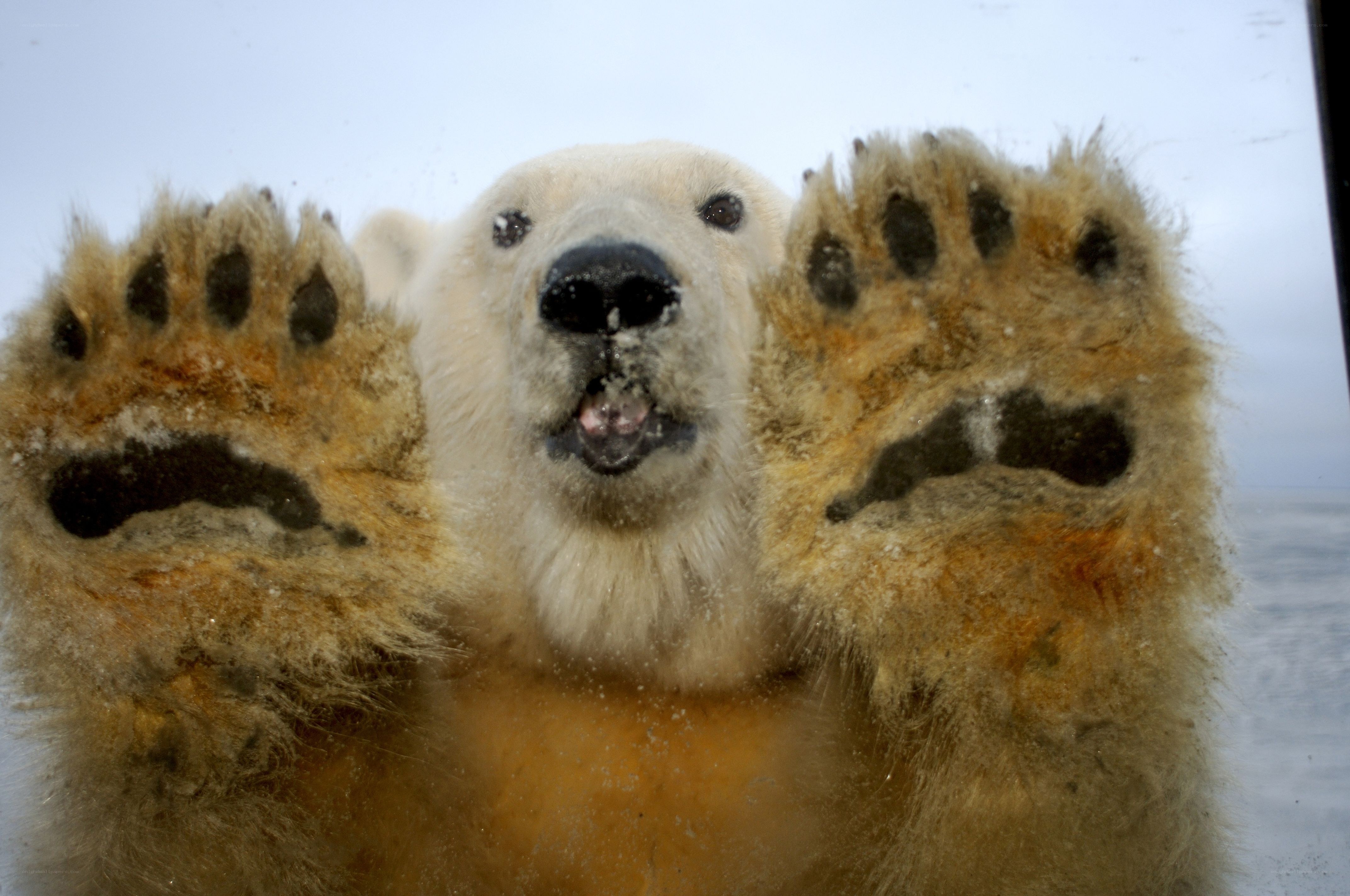 Polar bear at glass window