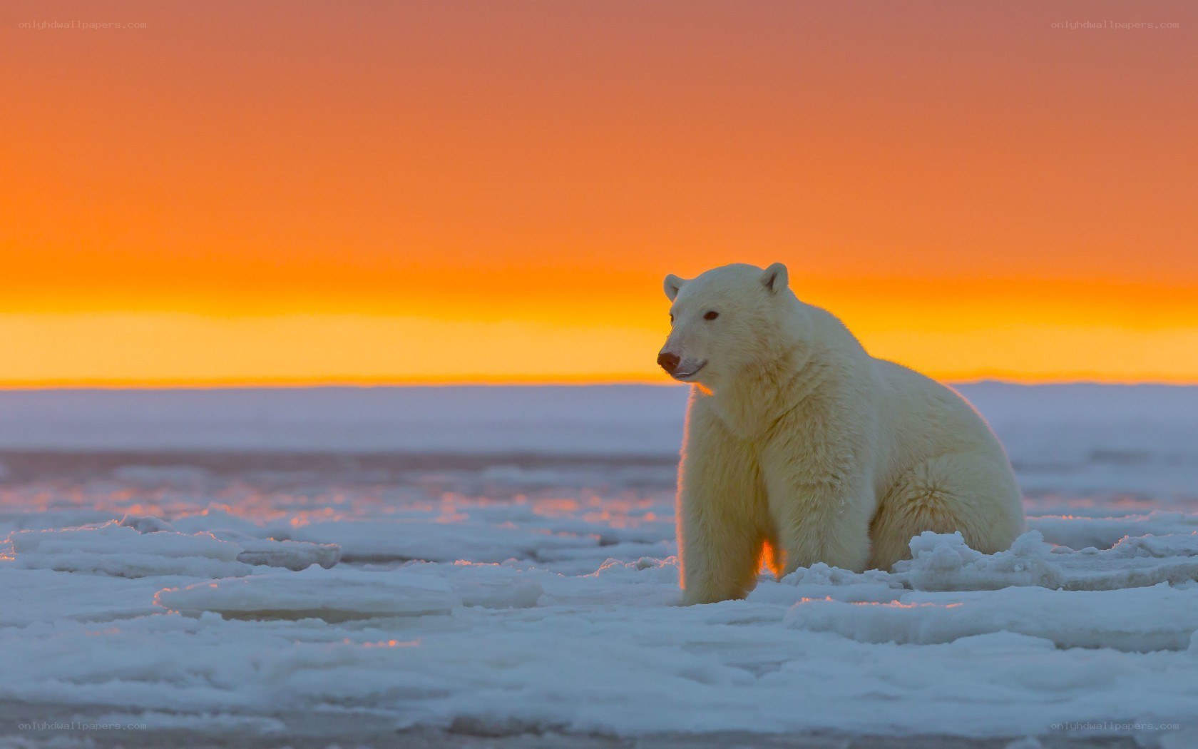 Polar bear at sunset on ice