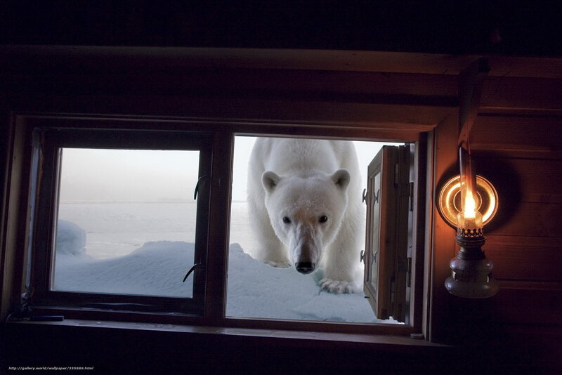 Polar bear at the window
