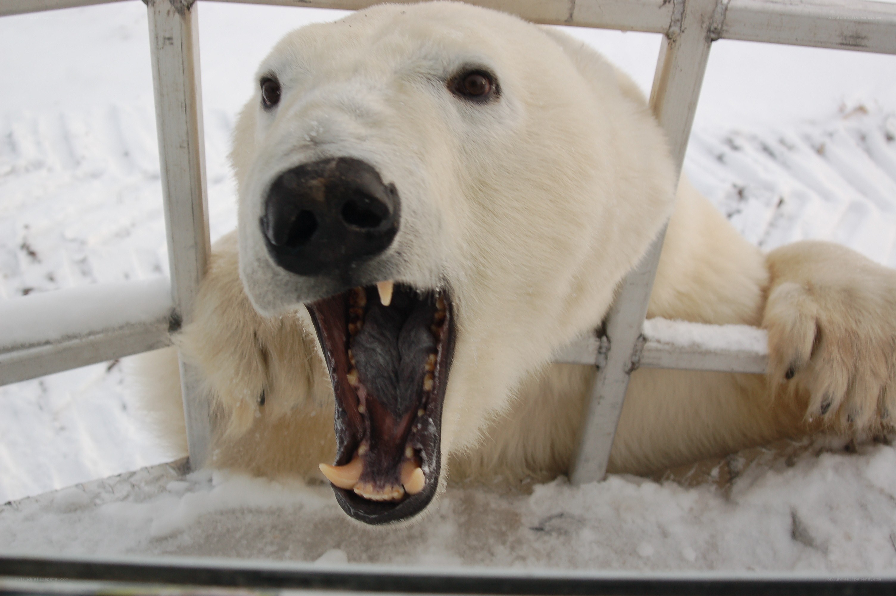 Polar bear behind a fence