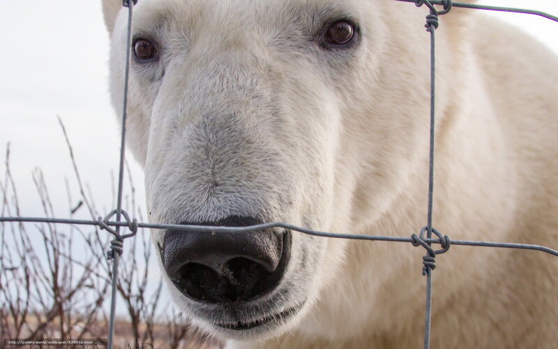 Polar bear behind a fence
