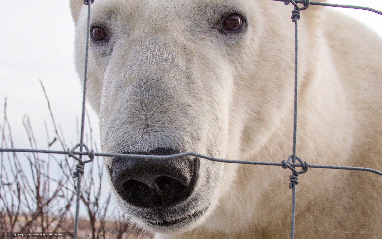Polar bear behind a fence