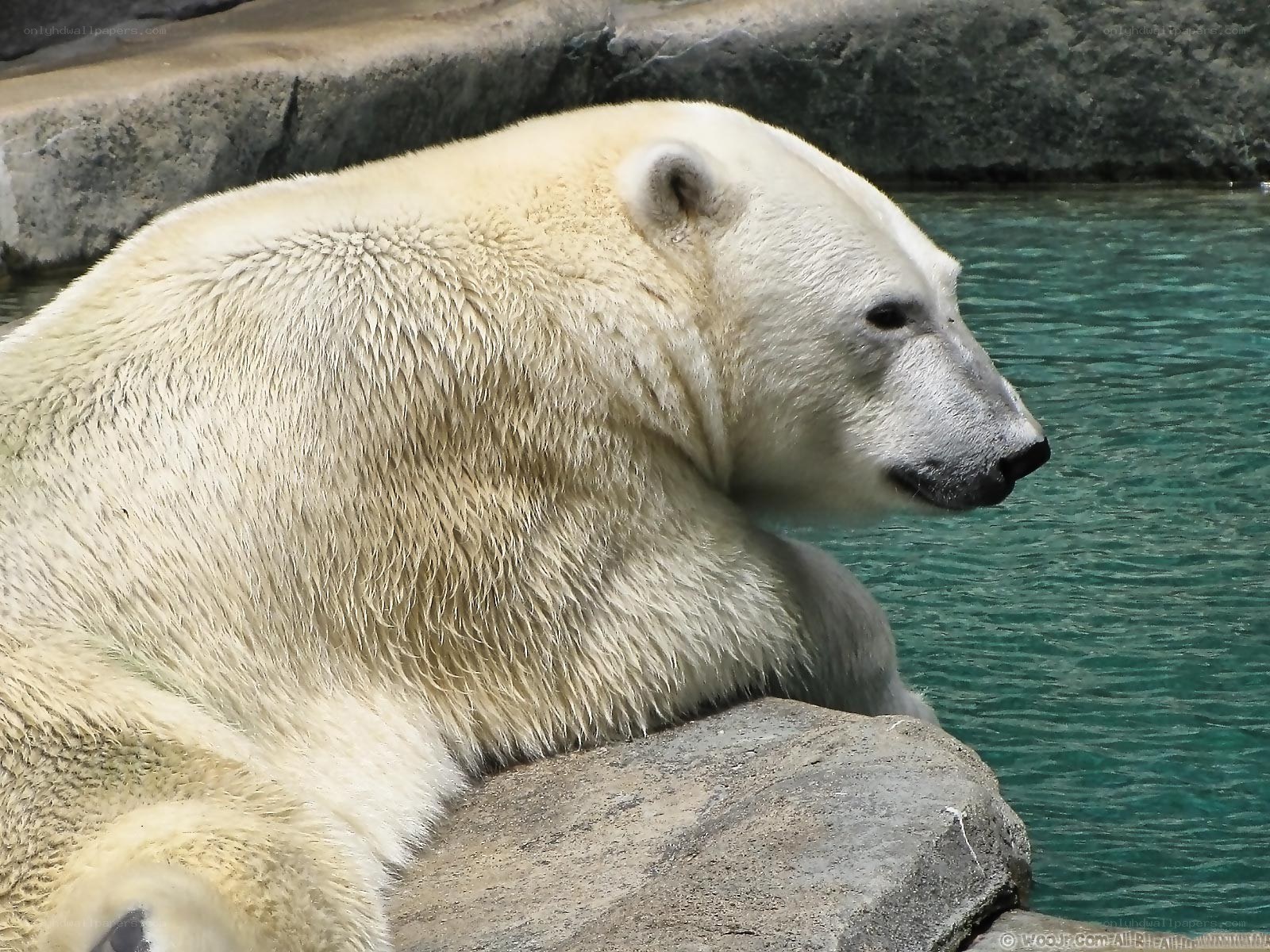 Polar bear by the water