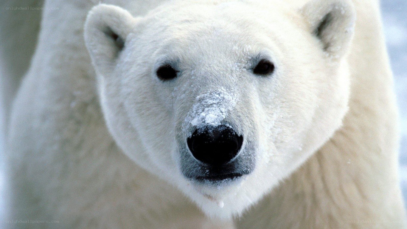 polar bear close-up portrait