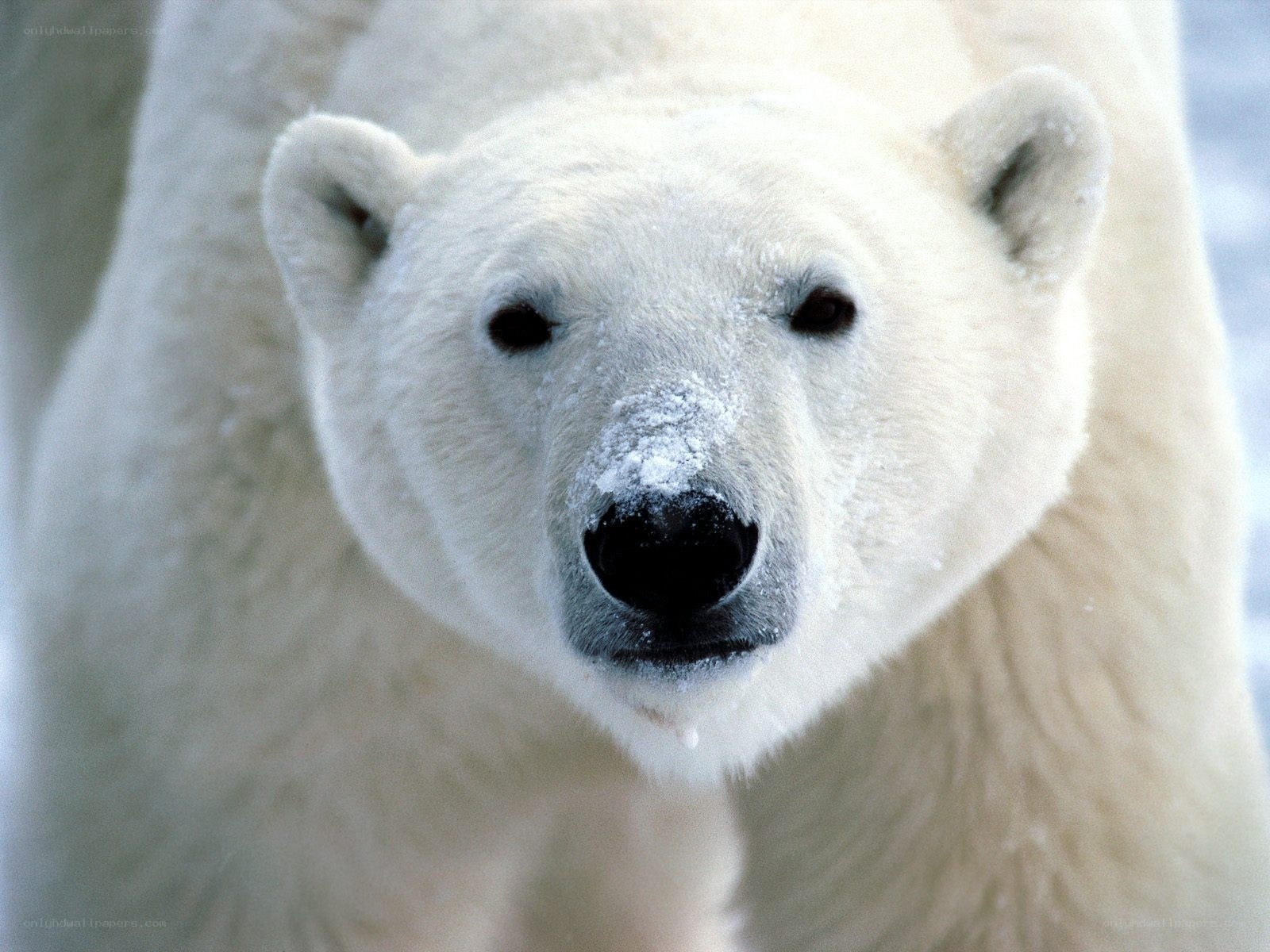 polar bear close-up portrait