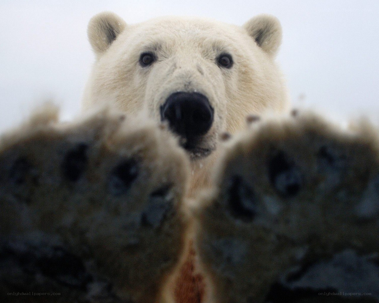 Polar bear close-up