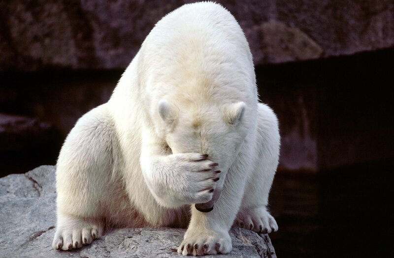 Polar bear covering face