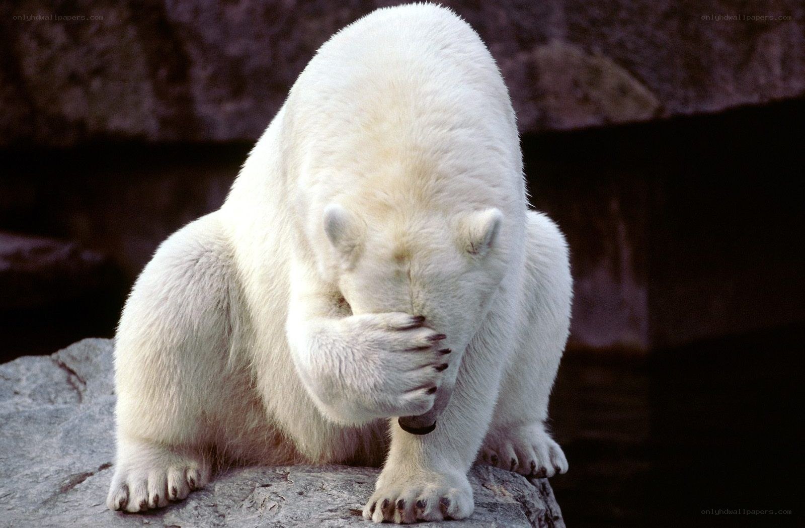 Polar bear covering face