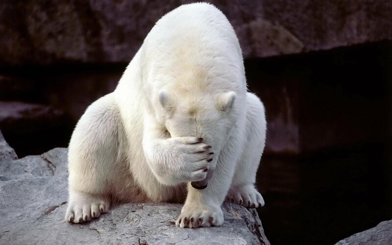 polar bear covering face