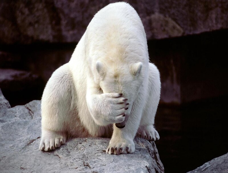 Polar bear covering face