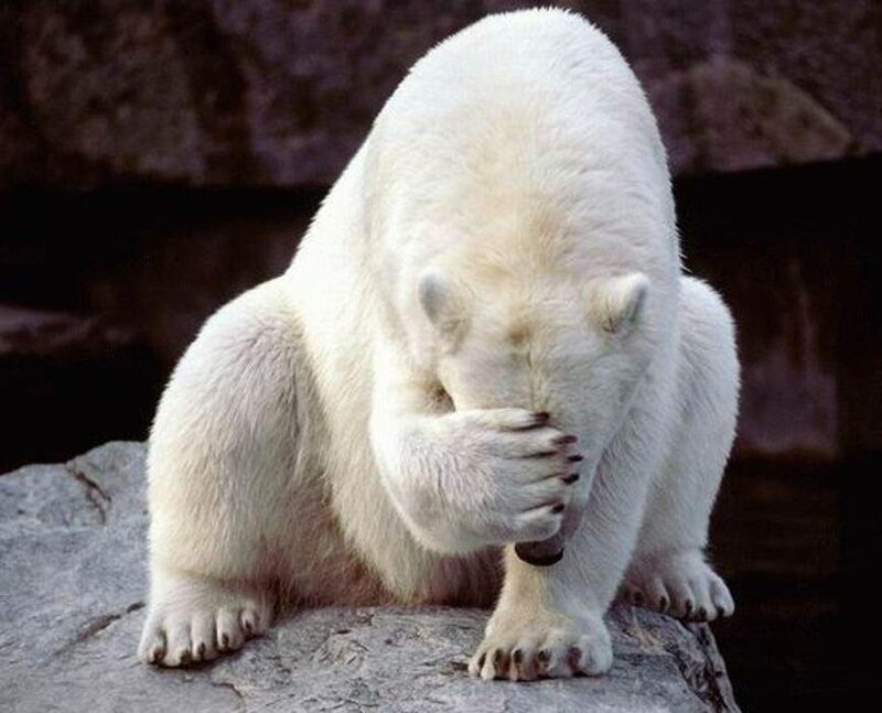 polar bear covering face