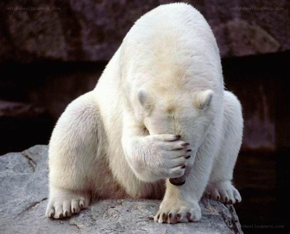 polar bear covering face