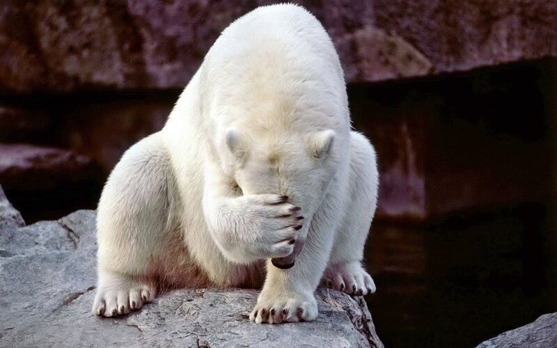 Polar Bear Covering Face — White, Calm, Photograph