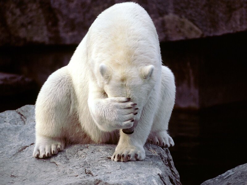 Polar Bear Covering Face — White, Neutral, Photograph, Rock