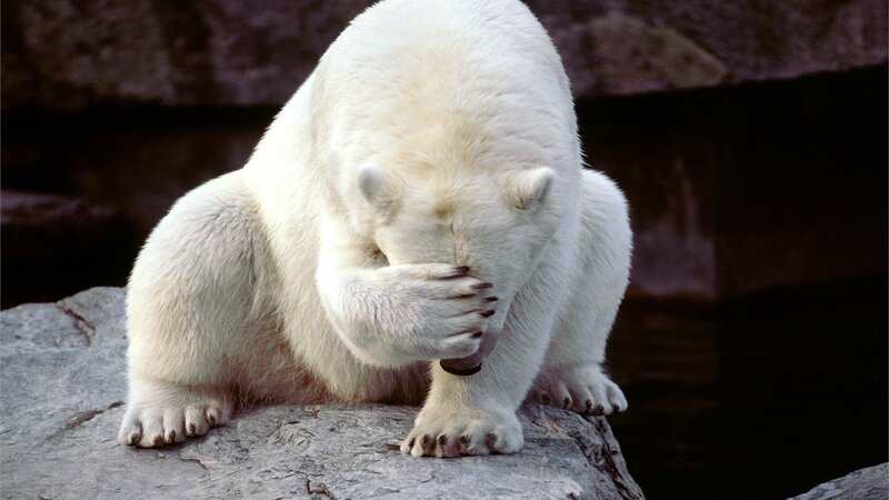 Polar Bear Covering Face — White, Neutral, Photograph