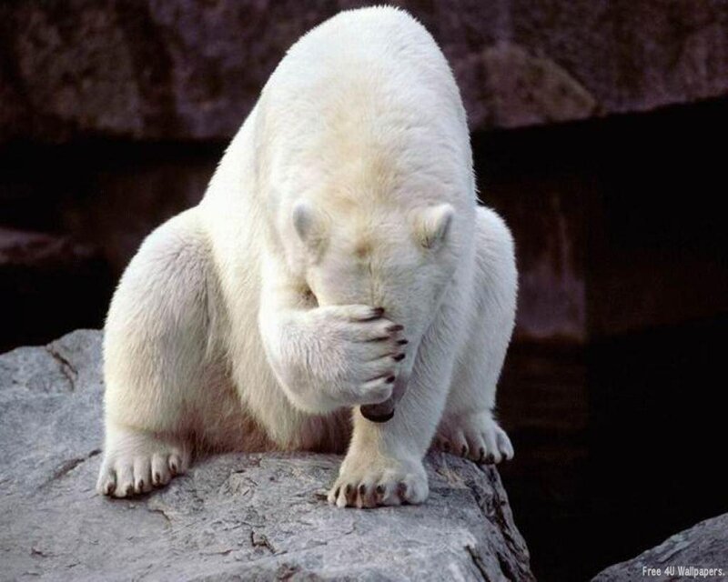 Polar Bear Covering Face — White, Neutral