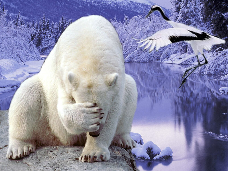 Polar Bear Covering Face — White