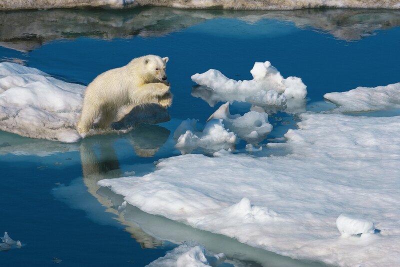 Polar Bear Cub — Blue, Calm, Winter