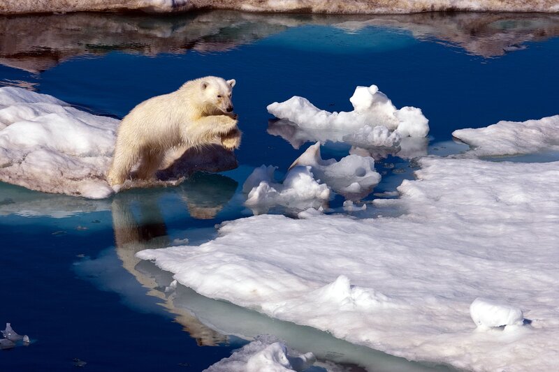Polar Bear Cub — Blue, Dramatic