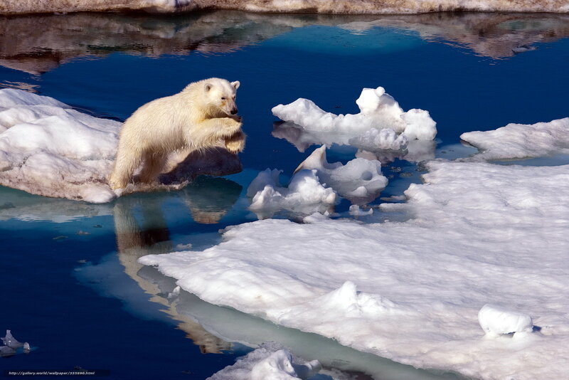 Polar Bear Cub — Blue, Dramatic, Winter
