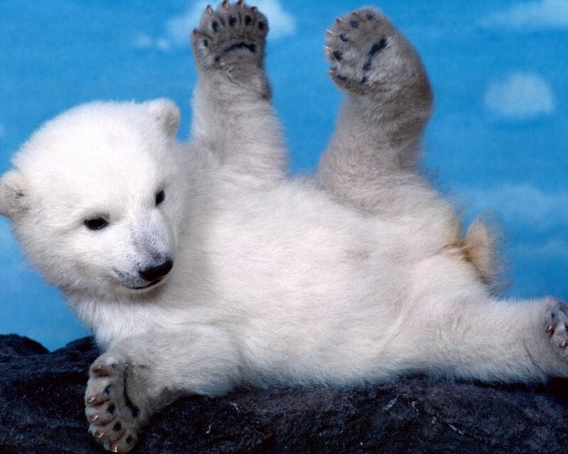 Polar Bear Cub — Blue Sky