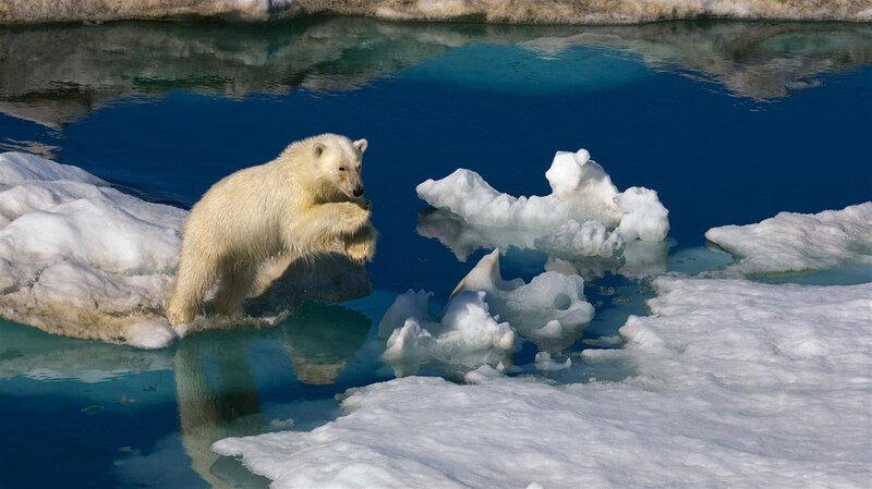 Polar Bear Cub — Blue