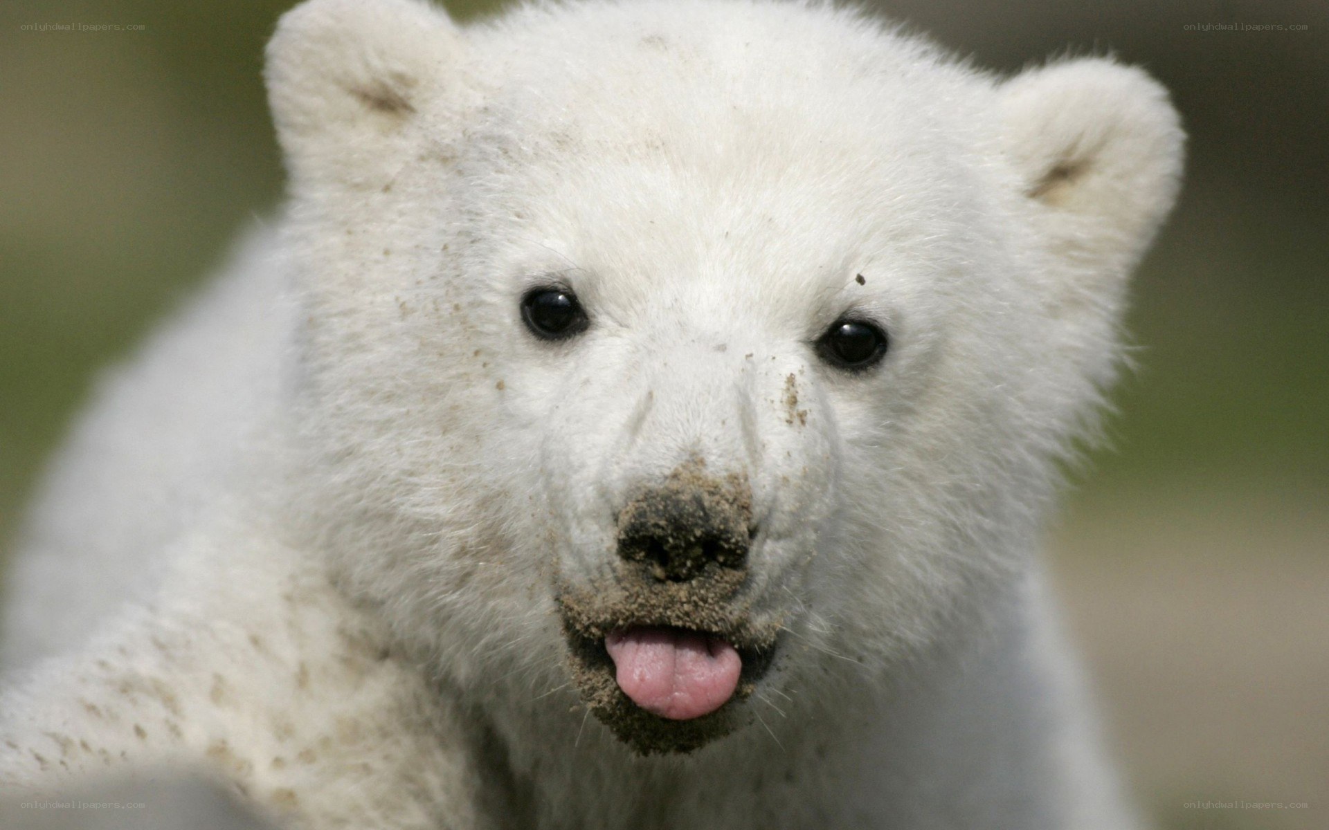 polar bear cub close-up