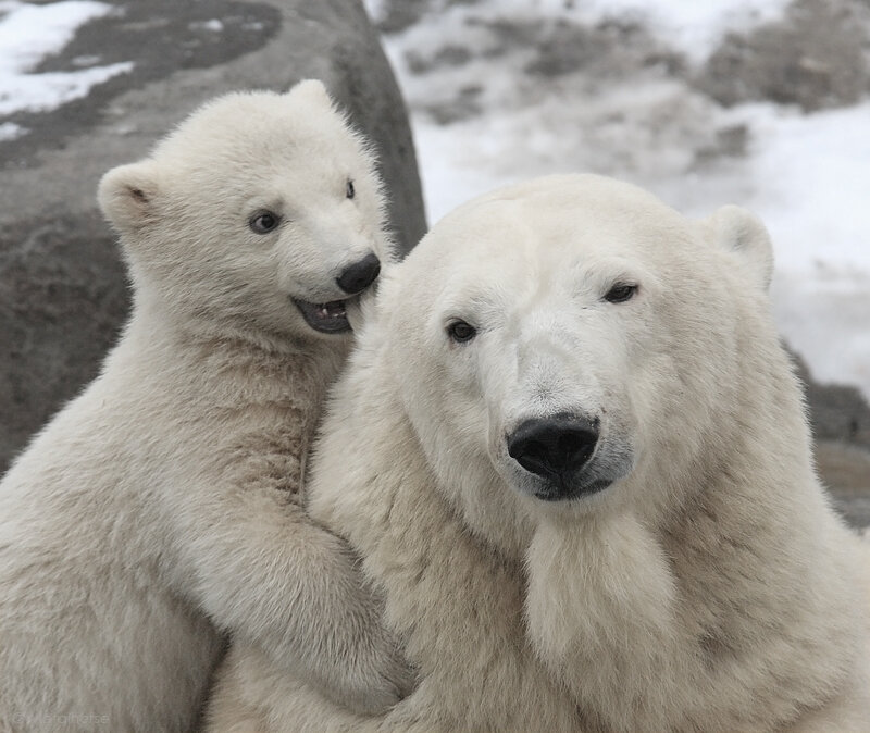 Polar Bear Cub Hugging Adult