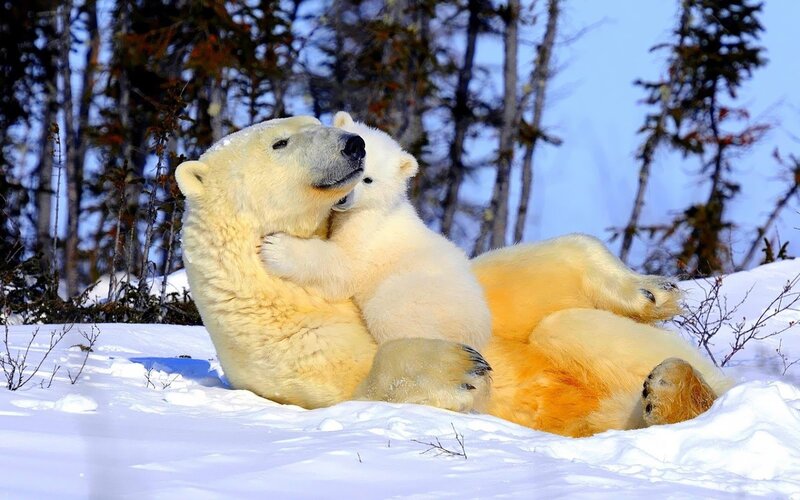 Polar Bear Cub Hugging Adult — White, Peaceful