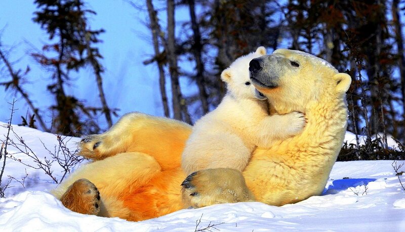 Polar Bear Cub Hugging Adult — White