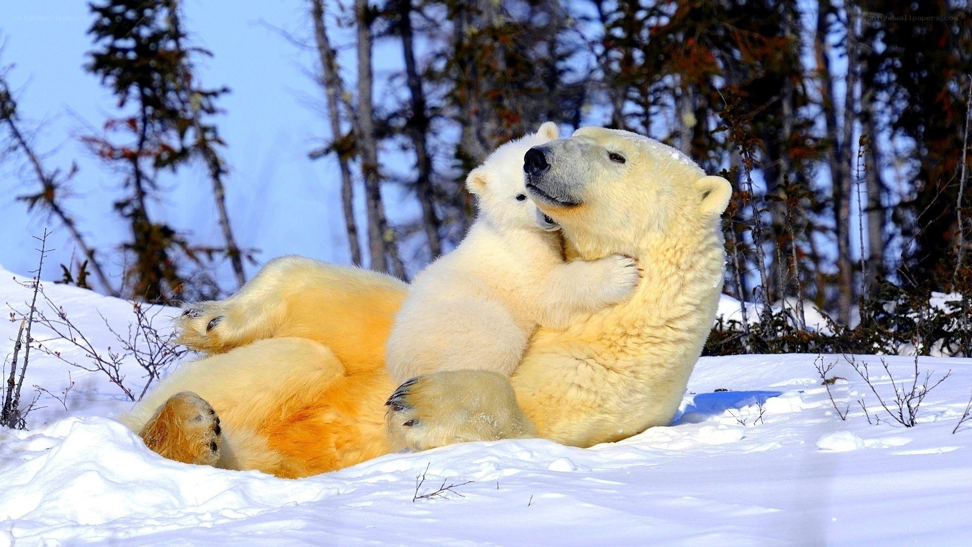Polar bear cub hugging mother