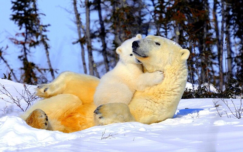 Polar Bear Cub Hugging — White, Peaceful