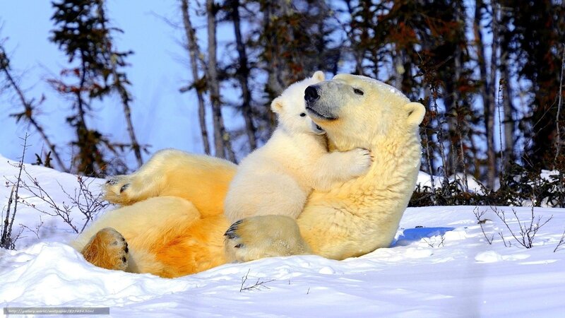 Polar Bear Cub Hugging — White, Peaceful, Winter