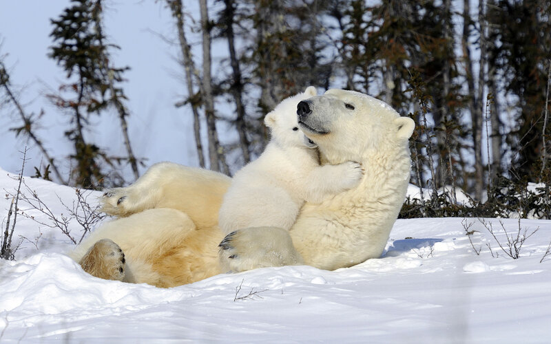 Polar Bear Cub Hugging — White, Playful