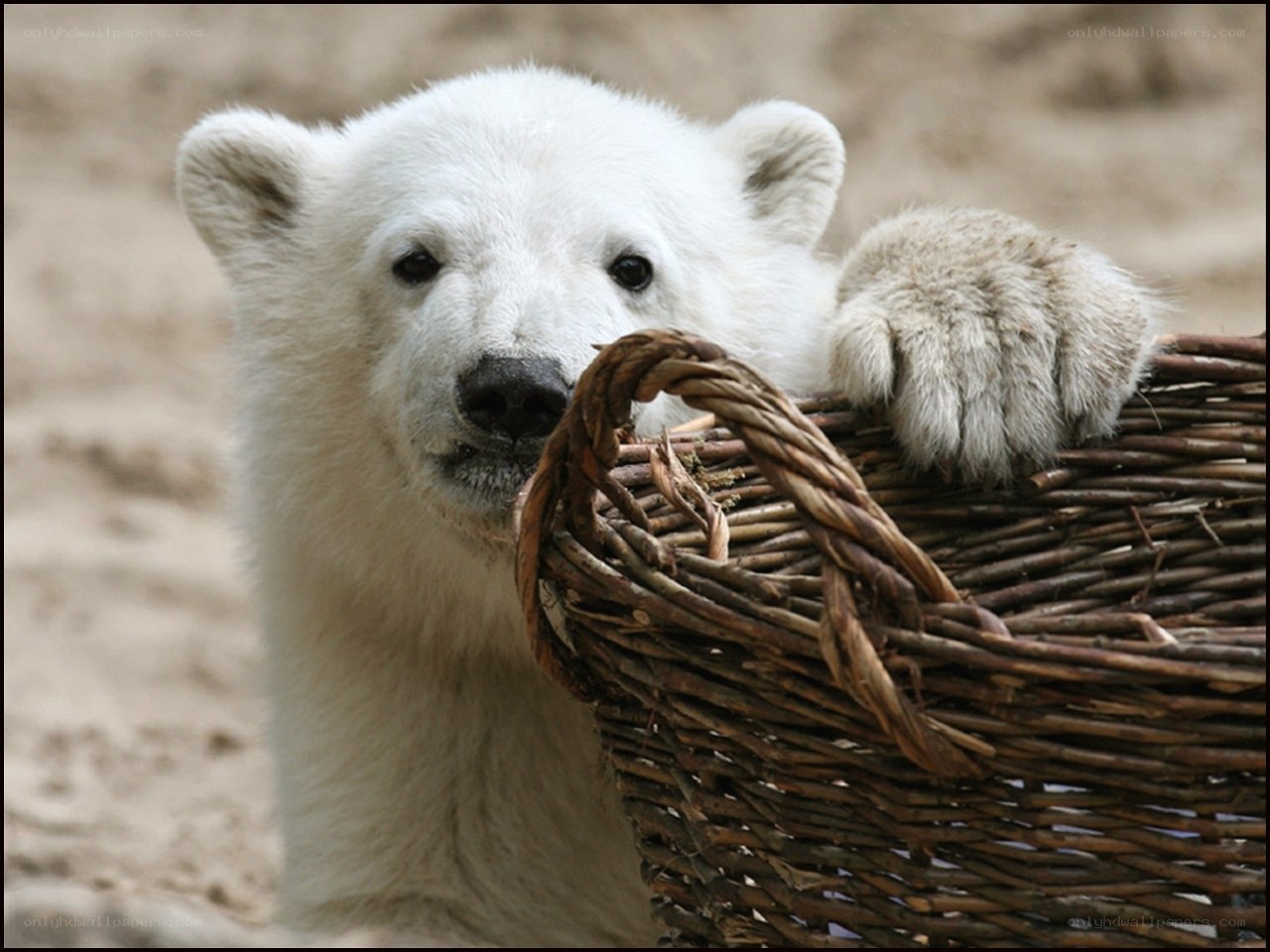 Polar bear cub in a basket