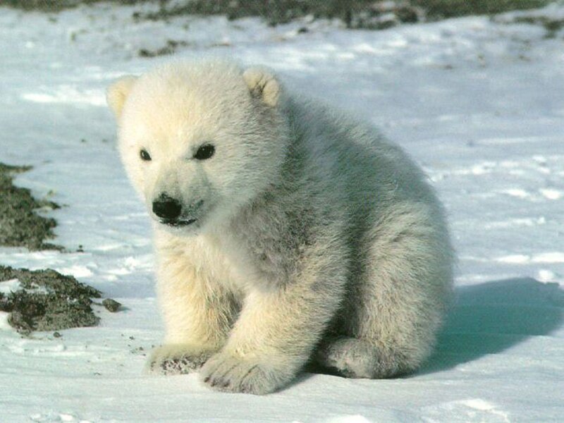 polar bear cub in snow