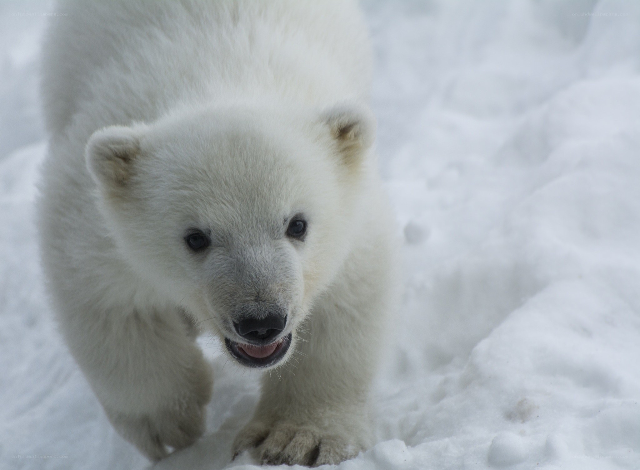 Polar bear cub in snow