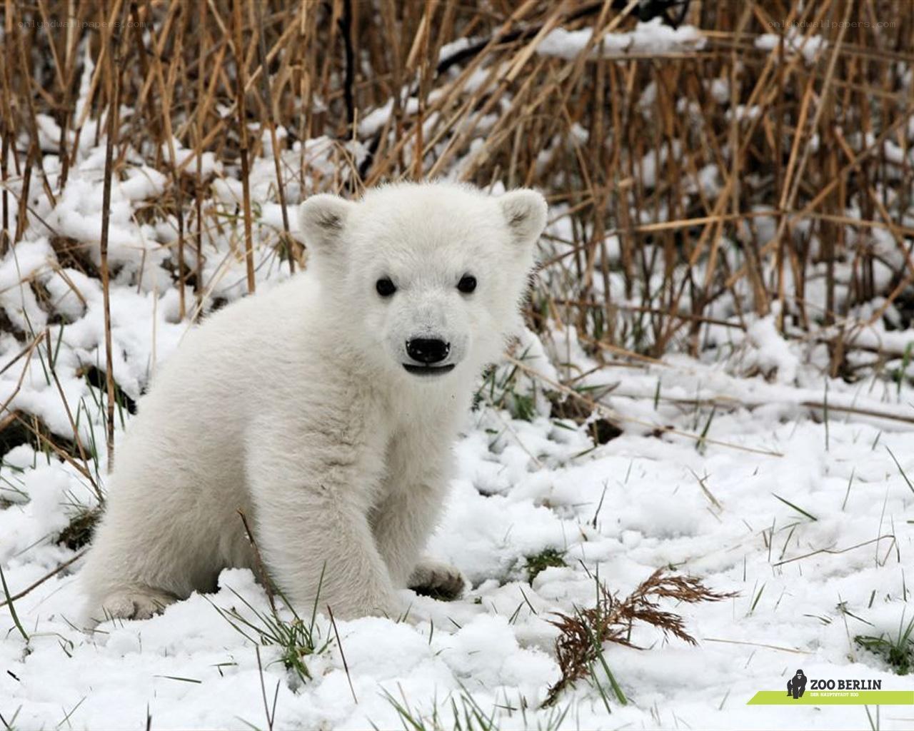 Polar bear cub in snow
