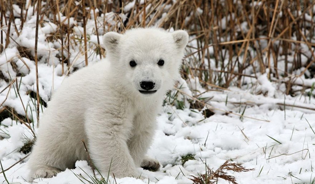 polar bear cub in snow