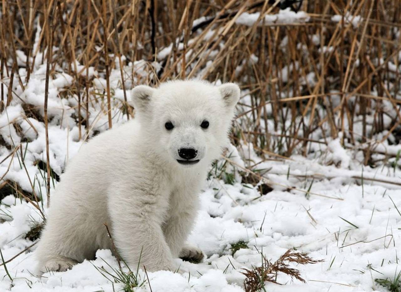 polar bear cub in snow
