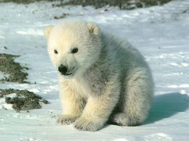 Polar bear cub in snow