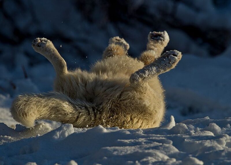Polar Bear Cub in Snow — White