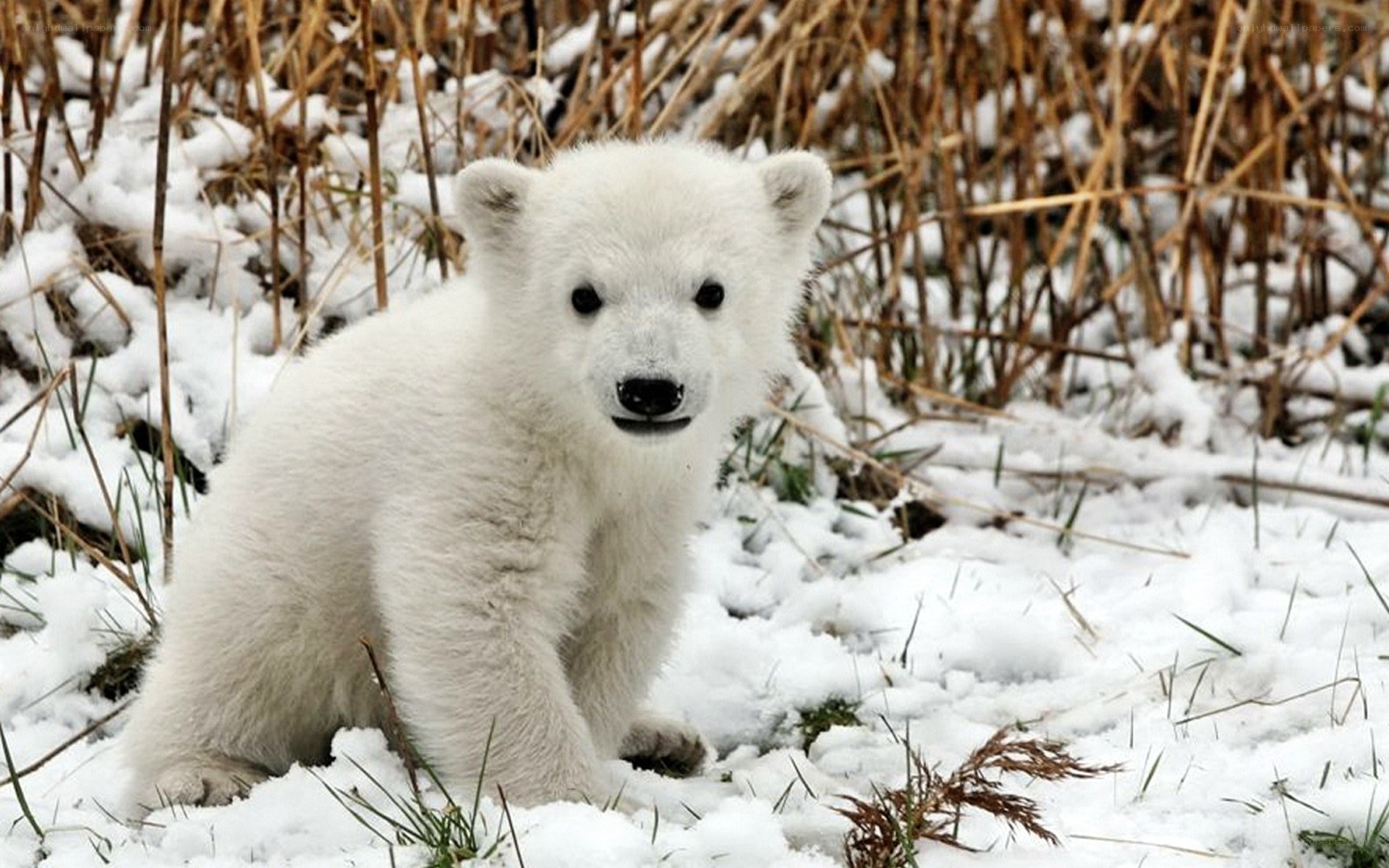 Polar bear cub in snow