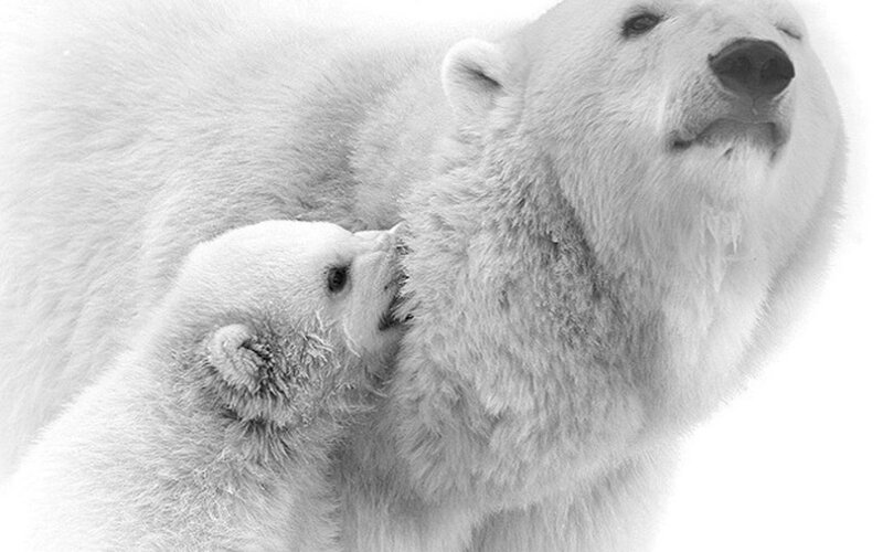 Polar Bear Cub Nursing — Black, Calm