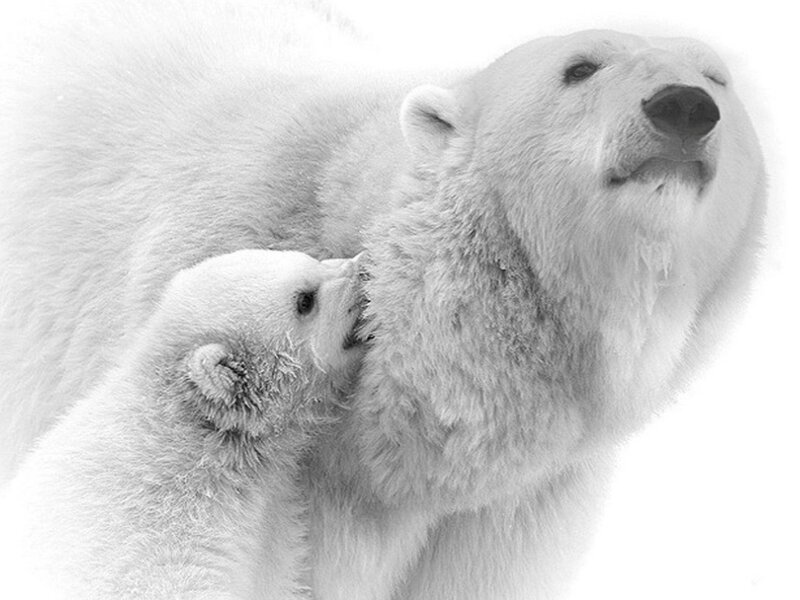 Polar Bear Cub Nursing — Black
