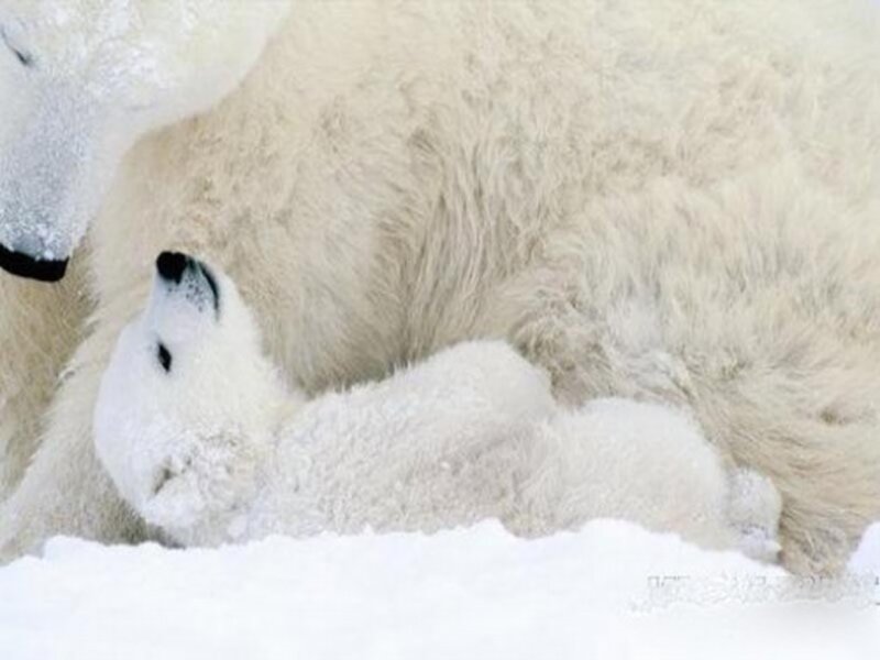 Polar bear cub nursing