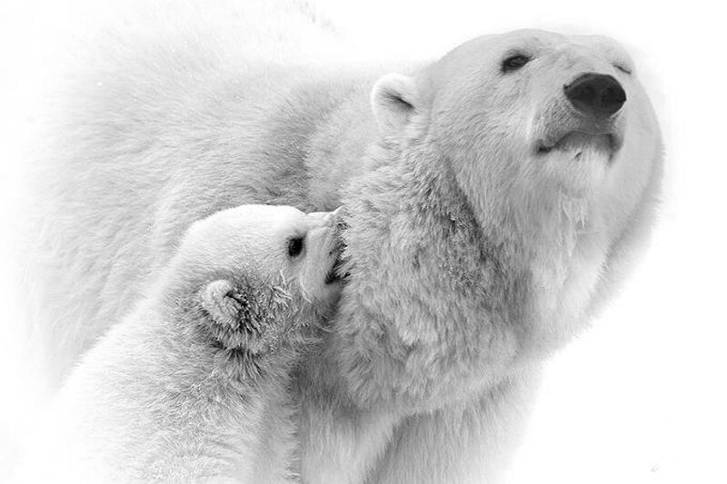 Polar Bear Cub Nursing — White, Serene