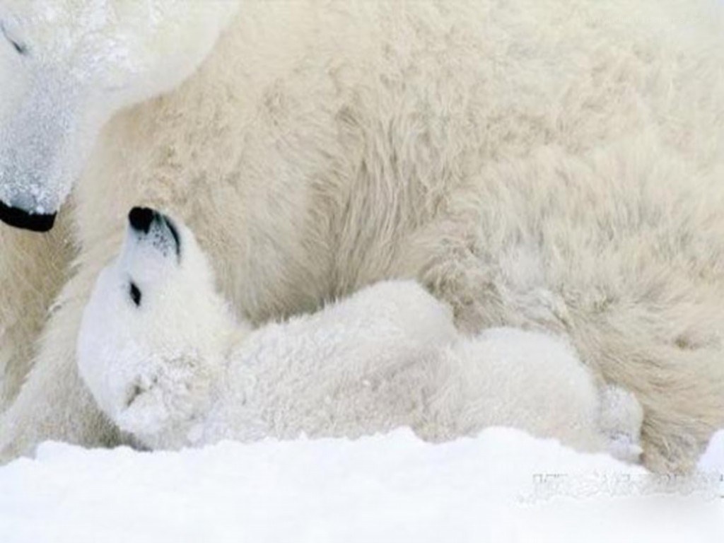 Polar bear cub nursing