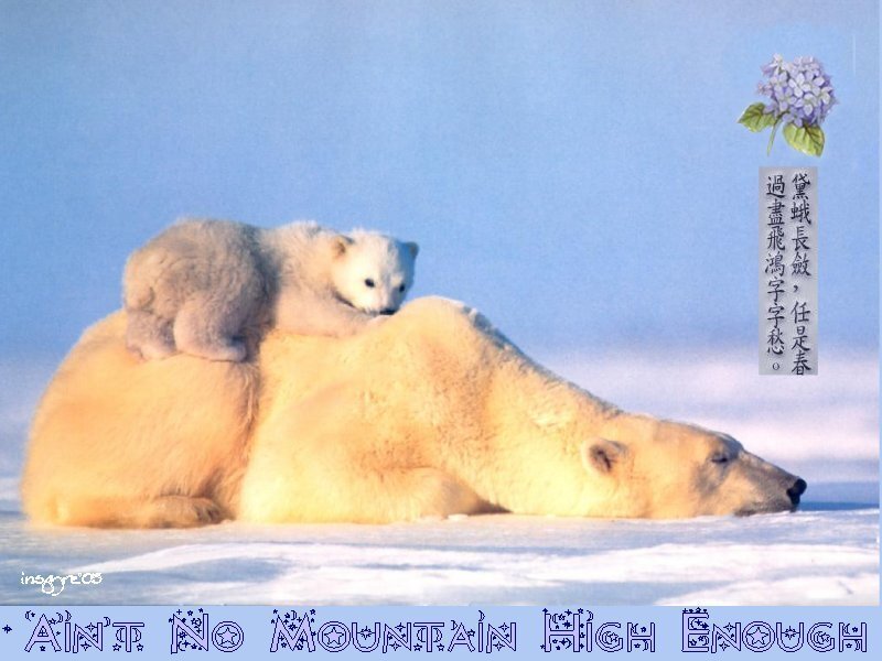 Polar Bear Cub on Adult
